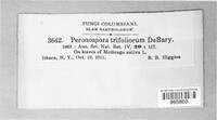 Peronospora trifoliorum image
